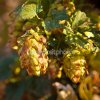 depositphotos_62945221-Mature-cones-of-hop-on-the-fence-shallow-depth-of-field.jpg