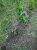 IMG_20160529_112314.jpg