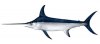 broadbill_swordfish.jpg