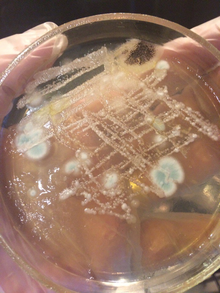 Зоопарк с личи