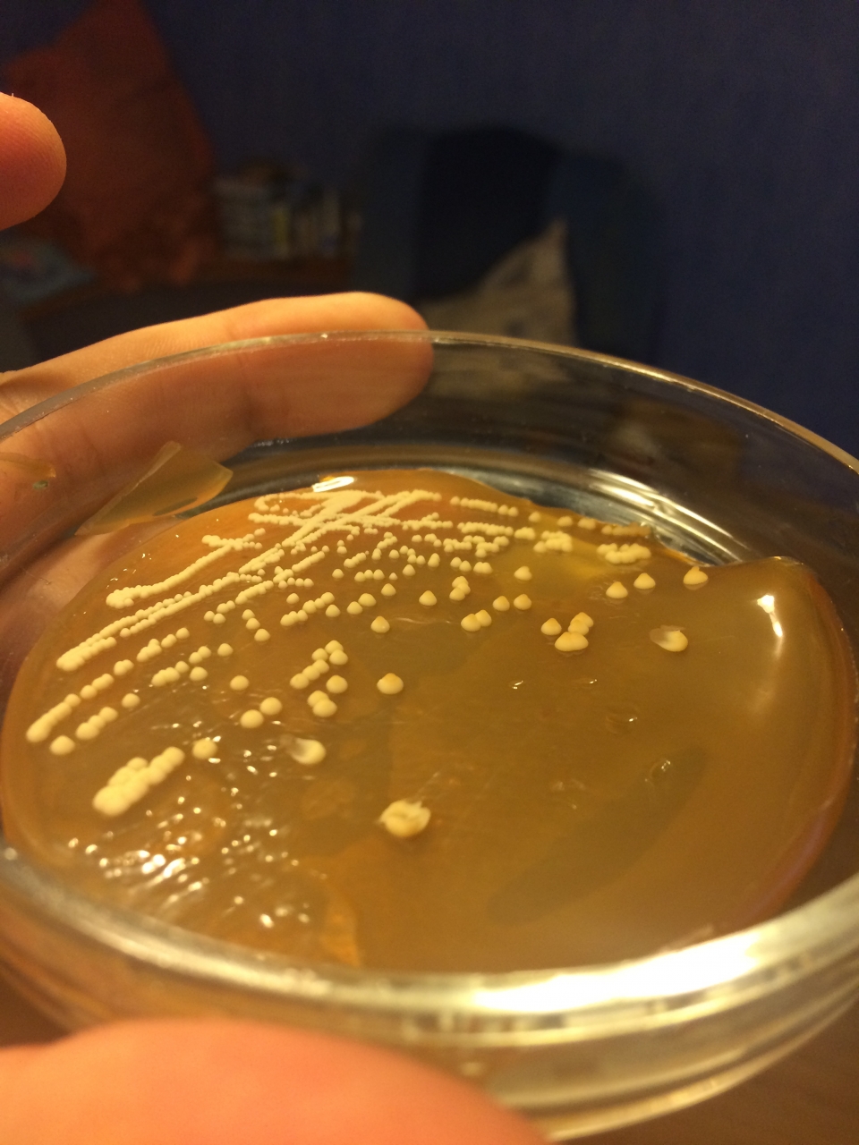 Дикари с бленда "личи") теперь идут на селекцию